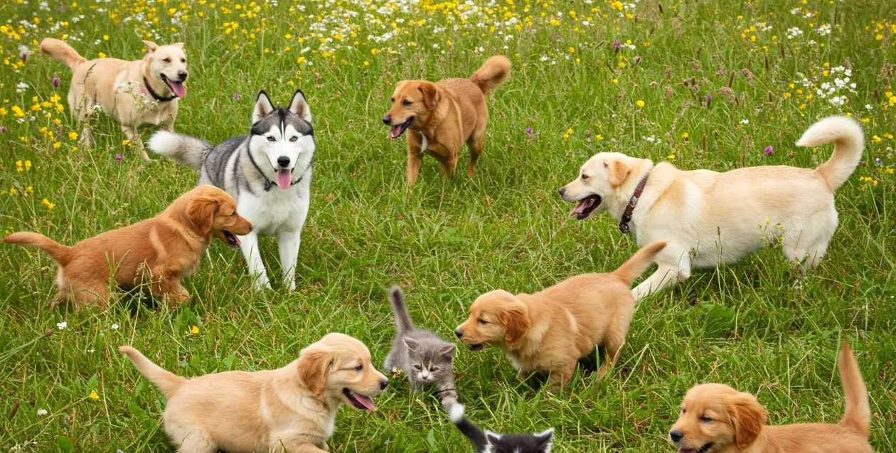 immagine per il brand royal canin