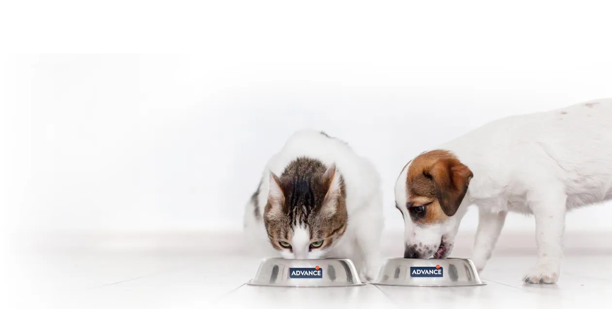 Aiuta le difese naturali del tuo cane o gatto con advance