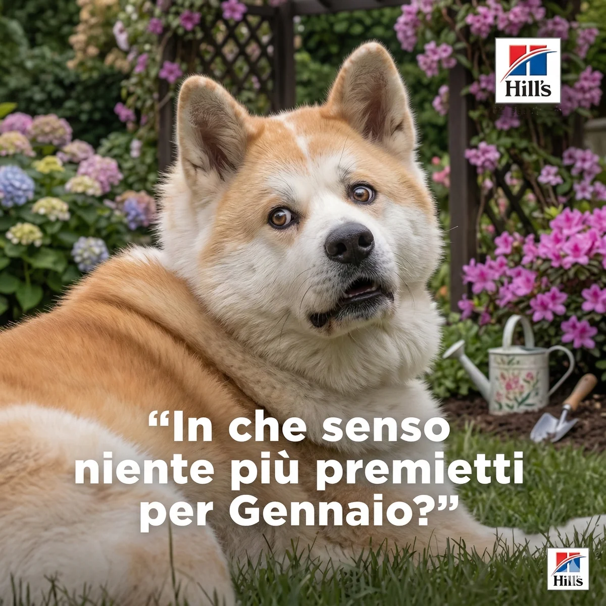 Seconda immagine per il brand Hill's dei prodotti in vendita da Armani PetShop a Caprino Veronese