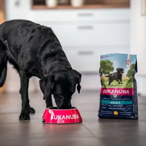 Immagine per il brand eukanuba dei prodotti in vendita da Armani PetShop a Caprino Veronese