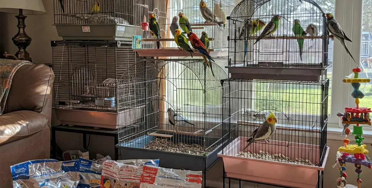 icona categoria volatili