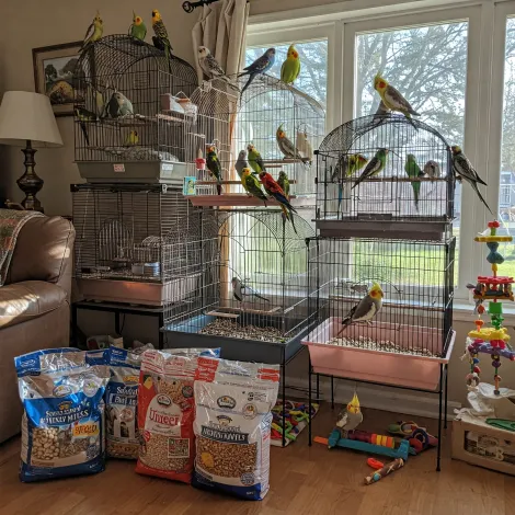 Immagine per la categoria volatili dei prodotti in vendita da Armani PetShop a Caprino Veronese