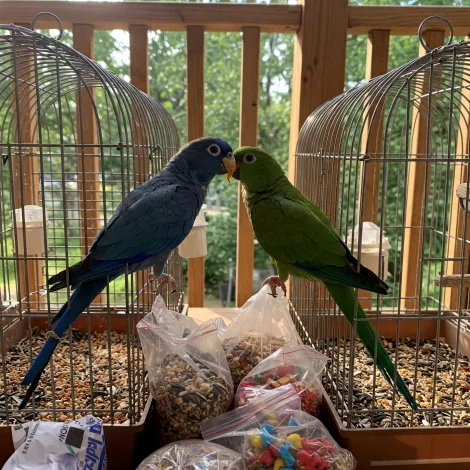 Seconda immagine per la categoria volatili dei prodotti in vendita da Armani PetShop a Caprino Veronese