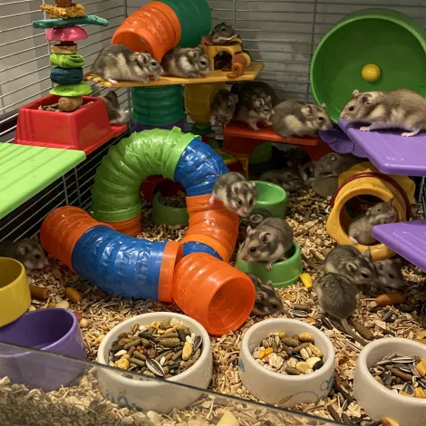 Immagine per la categoria roditori dei prodotti in vendita da Armani PetShop a Caprino Veronese