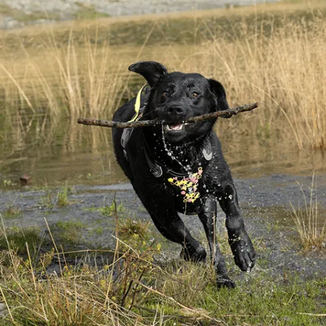 pettorina hurtta we warrior neon