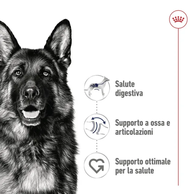 royal canin maxi adult - Altra Vista Secondaria