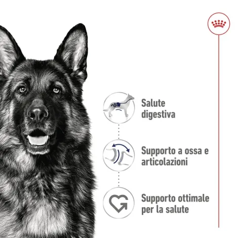royal canin maxi adult