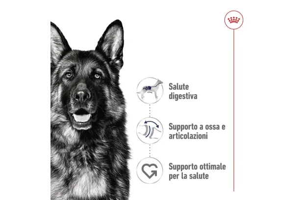 royal canin maxi adult