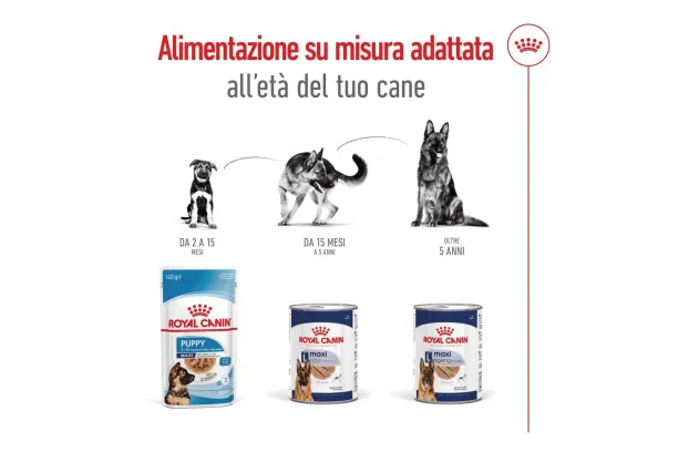 royal canin maxi adult
