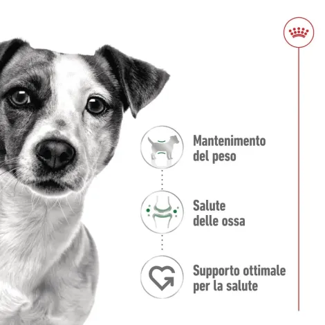 royal canin mini adult