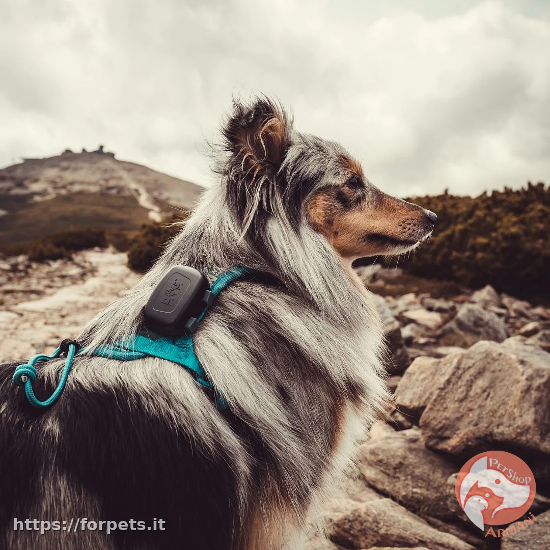 DOG TRACE GPS MINI - Altra Vista Secondaria