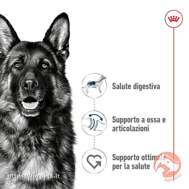 Royal Canin maxi adult 12kg - Altra Vista Secondaria