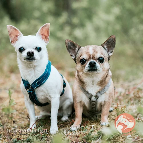 HURTTA PETTORINA CASUAL Y CLASSIC NERO 30-35CM - Altra Vista Secondaria