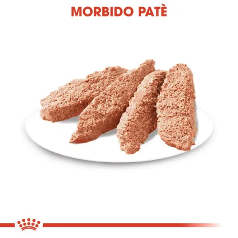 royal canin digestive care mousse