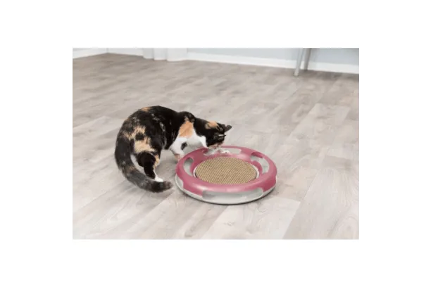 race & scratch gioco di strategia per gatti