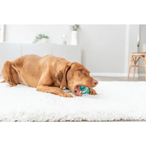 denta fun palla da rugby per cani