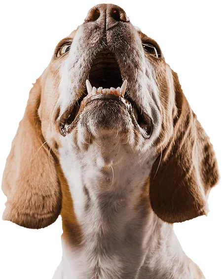 Tutto per la felicità dei tuoi pets